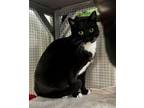 Adopt 2024-28 Cleonie bonded with Cloudy a Domestic Short Hair