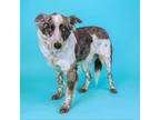 Adopt Laney a Border Collie