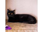 Adopt Little Skinny Bonded with Lovie a Domestic Short Hair