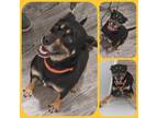 Adopt April a German Pinscher