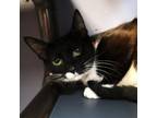 Adopt Donna a Domestic Short Hair