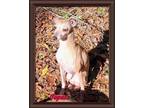 Adopt Topaz a Italian Greyhound