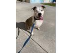 Adopt SASSY a Pit Bull Terrier