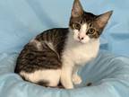 Adopt Asera a Tabby, Domestic Short Hair