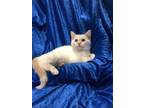 Adopt Rhyia a Siamese