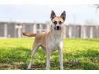 Adopt Sapphire a Husky, Mixed Breed