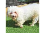 Adopt Aspen 1797 a Bichon Frise, Poodle