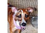 Adopt Sadie Mae a Hound