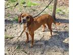 Adopt Presley a Beagle