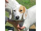 Adopt COCONUT a Treeing Walker Coonhound, Beagle