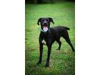 Adopt Emma a Pointer, Labrador Retriever