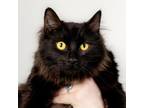 Adopt Athena a Domestic Long Hair