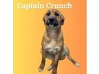 Adopt Captn Crunch a Shepherd