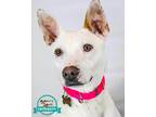 Adopt Elena a Jack Russell Terrier