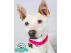 Adopt Elena a Shepherd, Terrier