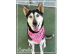 Adopt CAMELLIA a Shepherd