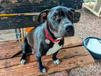 Adopt Miracle a American Staffordshire Terrier