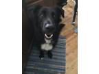 Adopt Lola a Newfoundland Dog, Mixed Breed