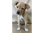 Adopt Ella a Beagle, Mixed Breed