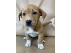 Adopt Emma a Beagle, Mixed Breed