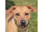 Adopt Holly a Yellow Labrador Retriever, Boxer