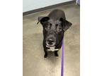 Adopt Calliope a Mixed Breed
