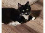 Adopt Miso a Domestic Long Hair