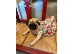 Adopt Petunia a Pug