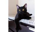 Adopt Greta a Bombay, Domestic Short Hair