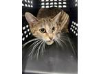 Adopt Iris a Domestic Short Hair