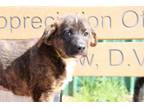 Adopt Wooly Worm a German Shepherd Dog, Husky