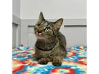 Adopt Jeneita a Domestic Short Hair