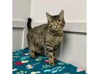 Adopt Oneita a Domestic Short Hair