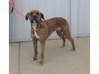 Adopt MERRIWEATHER a Boxer