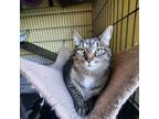 Adopt #5322 Bella - sponsored a Tabby