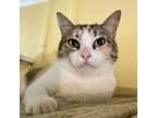 Adopt Lemon a Domestic Short Hair