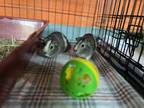 Adopt Ash & Sage a Guinea Pig