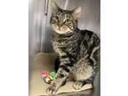 Adopt Rabbit a Domestic Short Hair