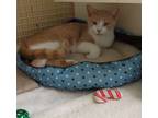 Adopt Taffy a Domestic Short Hair