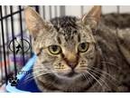 Adopt Jenny a American Shorthair