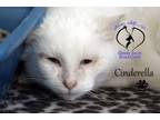 Adopt Cinderella a Domestic Medium Hair