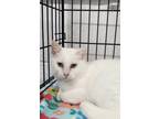 Adopt Snow White a Domestic Medium Hair