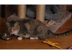 Adopt Missy Yin a Domestic Short Hair