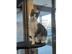 Adopt Violet a Domestic Short Hair