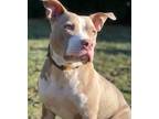 Adopt Hazel a American Staffordshire Terrier