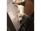 Adopt Lilly a Golden Retriever, Great Pyrenees