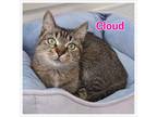 Adopt Cloud a Domestic Short Hair