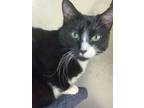 Adopt Eddy a Domestic Medium Hair