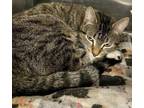 Adopt Clover a Domestic Short Hair