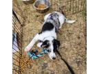 Adopt K'gari a Australian Cattle Dog / Blue Heeler, Mixed Breed